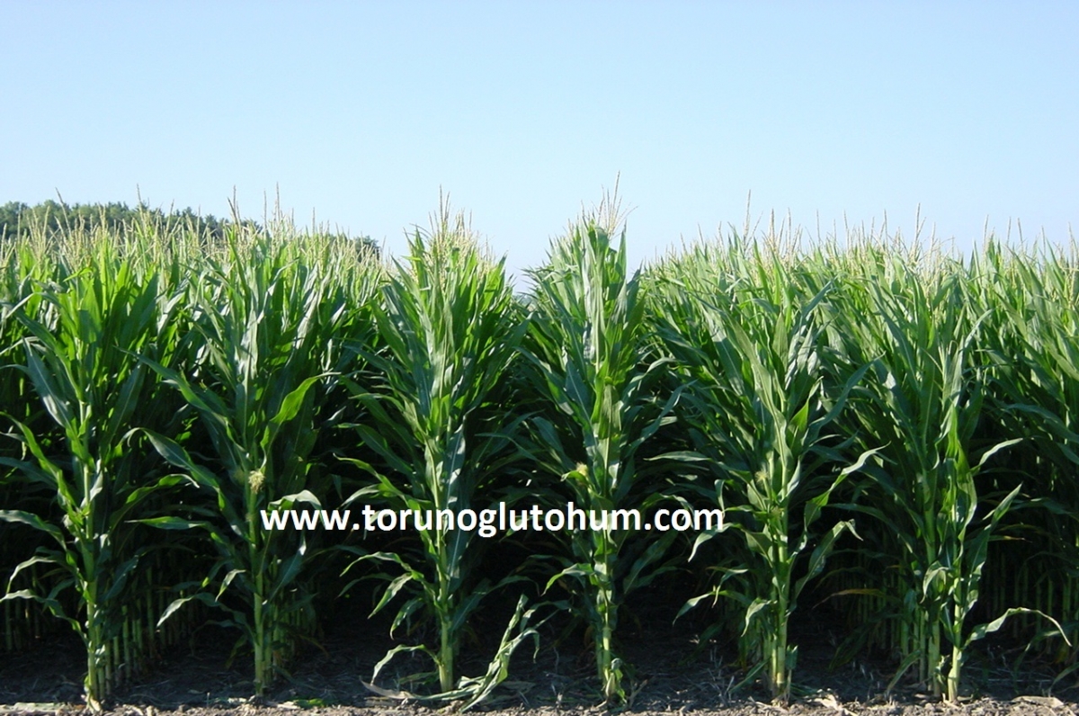 Silajlık ve Danelik Mısır Tohumu Torunoğlu Tohum