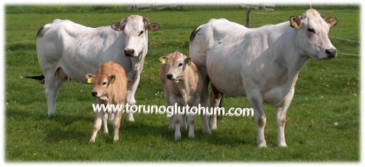 En İyi Et Tutan Besi Hayvanı Torunoğlu Tohum