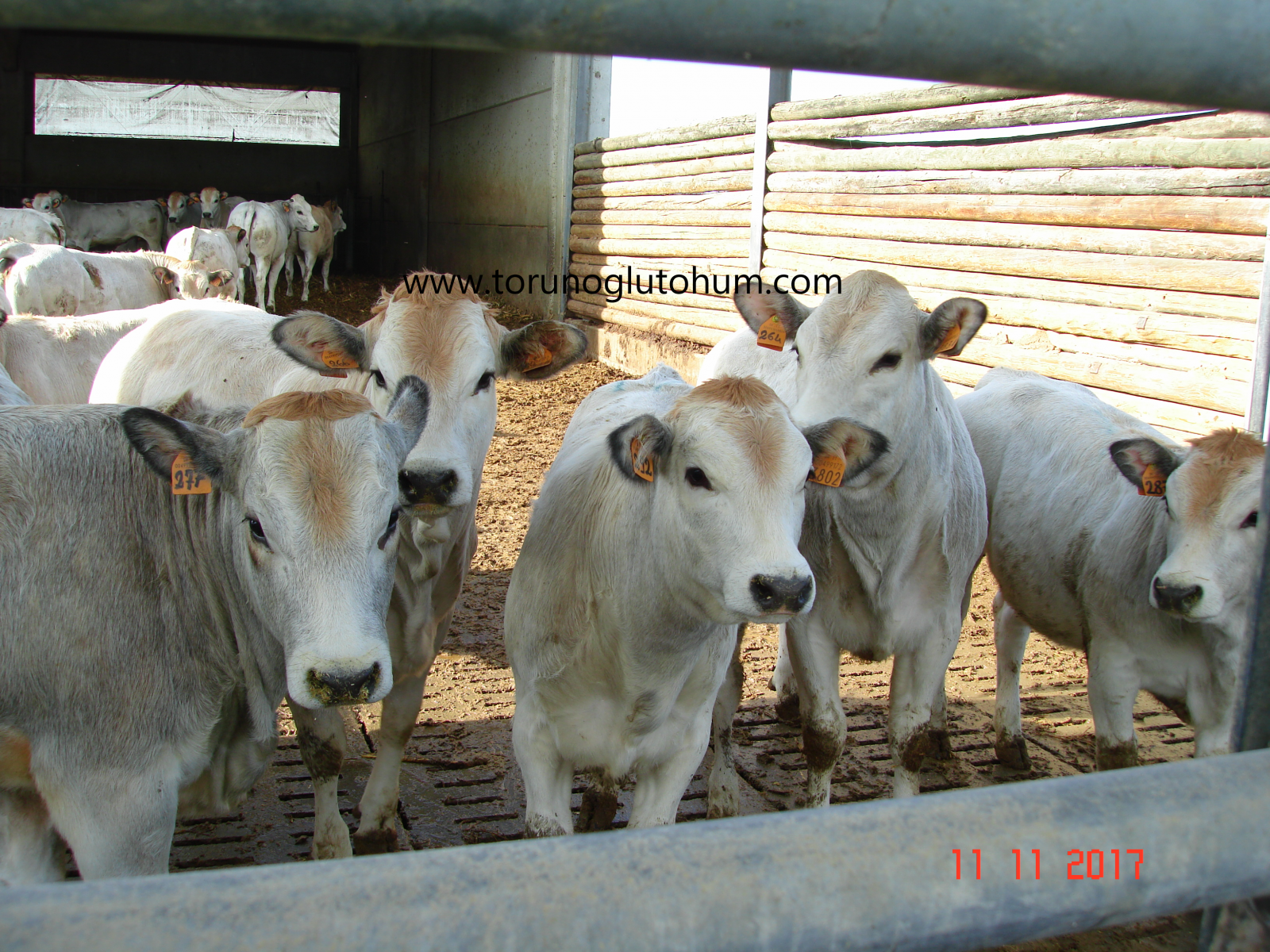 En İyi Et Tutan Besi Hayvanı Torunoğlu Tohum